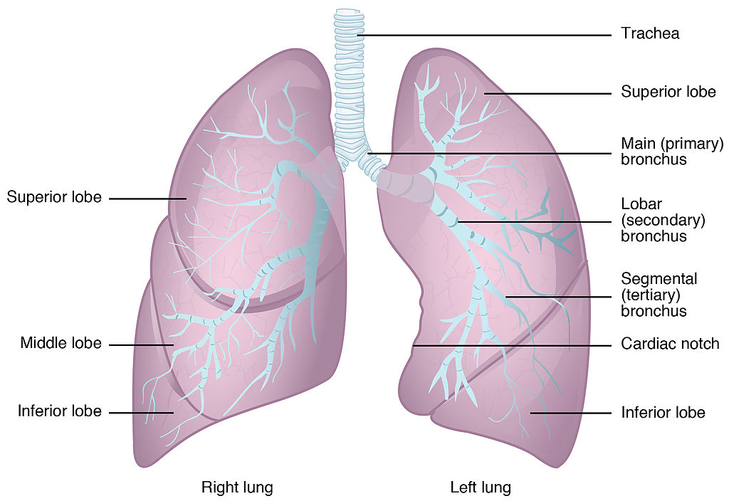 13.2.6 Anatomy of the Lung