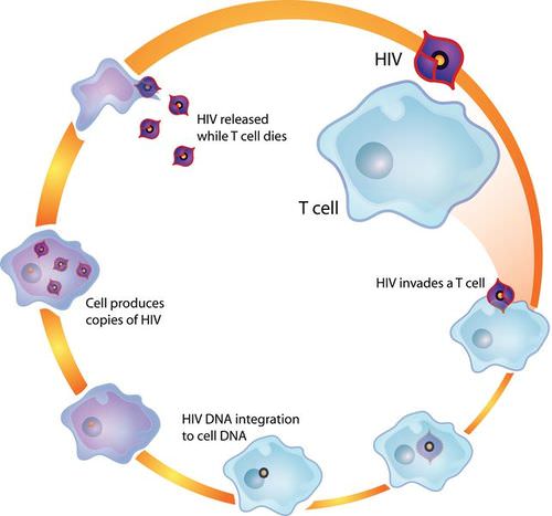 17.6.8 HIV and Helper T Cells