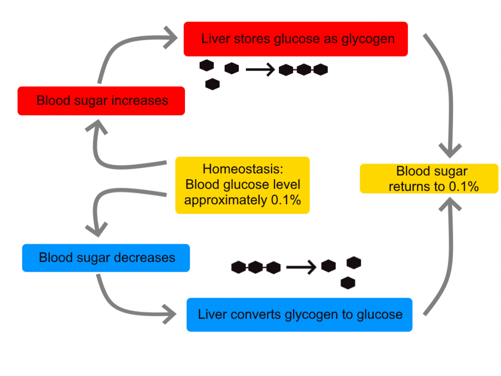 Homeostasis_of_blood_sugar-1024x768.png