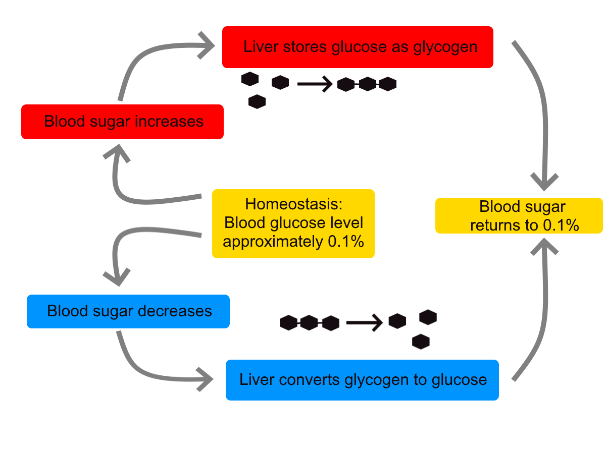 Diagram shows the way in which the liver controls homeostasis of blood sugar by either storing glucose as glycogen when blood sugar levels are too high, or releasing glucose from glycogen when blood sugar levels are too low.