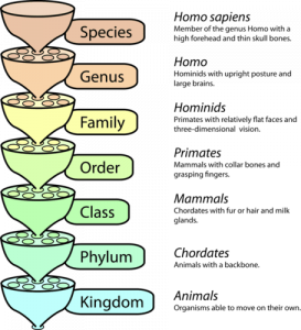 A diagram showing how humans are classified: Kingdom Animalia, Phylum Chordates, Class mammals, Order primates, Family hominids, Genus homo, Species sapiens