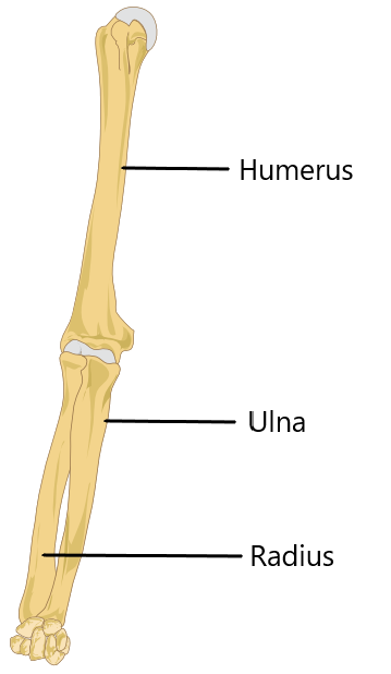 11.3.10 Bones of the Arm