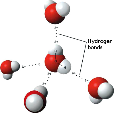 Diagram shows four water molecules. The oxygen in the central water molecule is attracted to the hydrogen atoms in adjacent water molecules due to their opposite charge.
