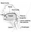 15.4 Upper Gastrointestinal Tract – Human Biology