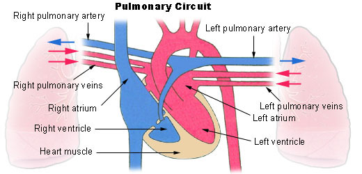 14.2.6 Pulmonary Circuit