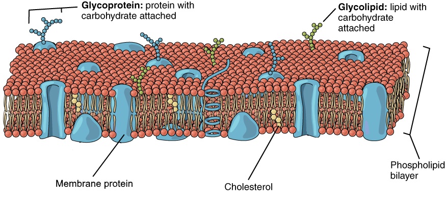 Image shows a diagram of a plasma membrane. The lipid bilayer contains embedded molecules including proteins, glycoproteins, glycolipids, and cholesterol.
