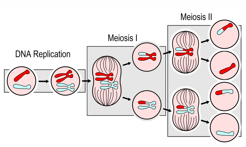 5 12 Sexual Reproduction Meiosis and Gametogenesis Human Biology