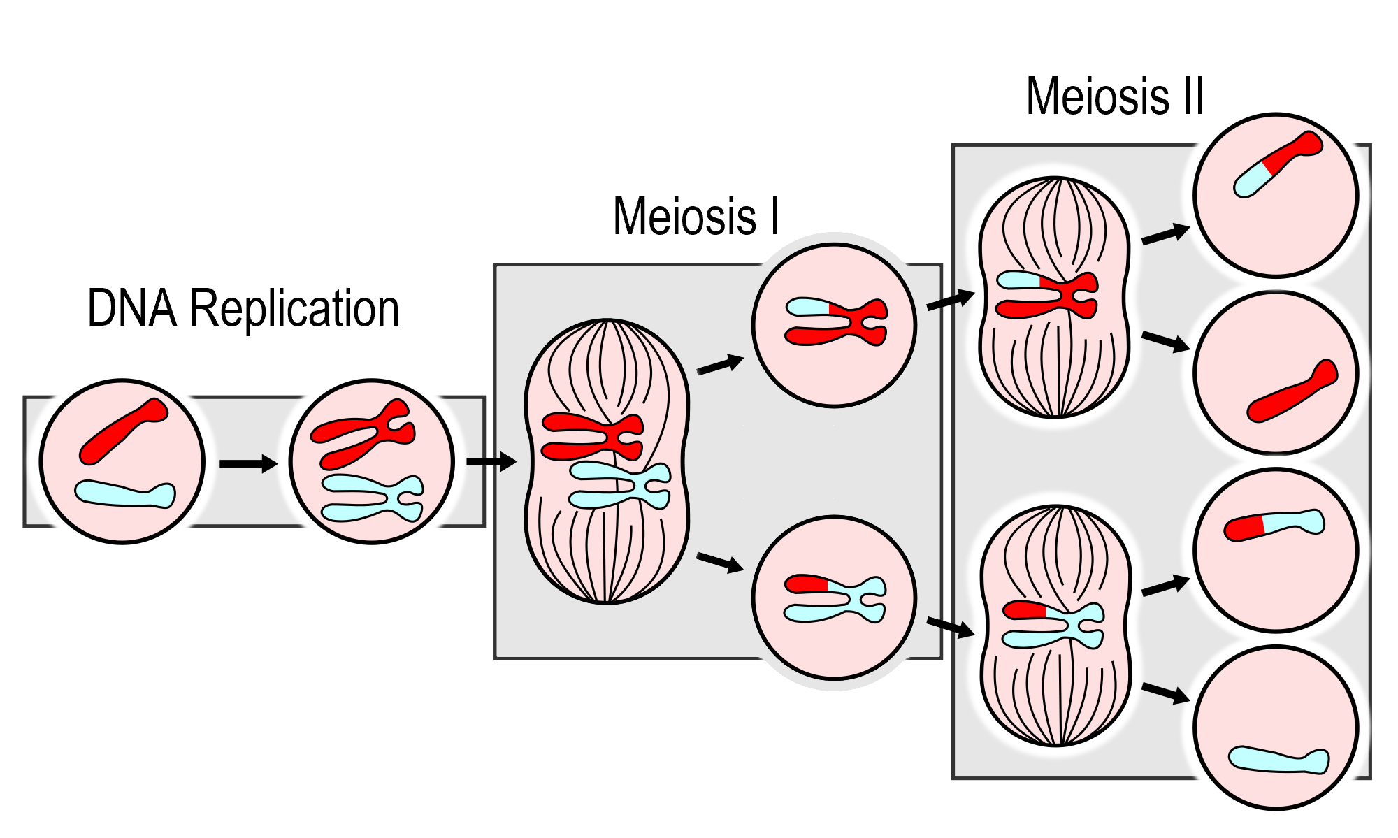 Image shows the major events in Meiosis