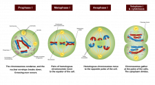 5.12 Sexual Reproduction, Meiosis, and Gametogenesis – Human Biology