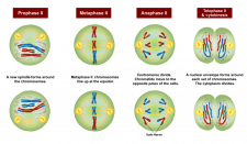 5.12 Sexual Reproduction, Meiosis, and Gametogenesis – Human Biology