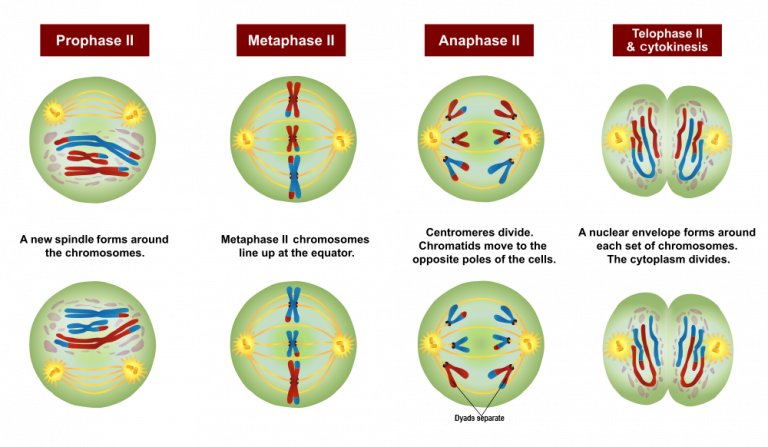 5.12 Sexual Reproduction, Meiosis, And Gametogenesis – Human Biology