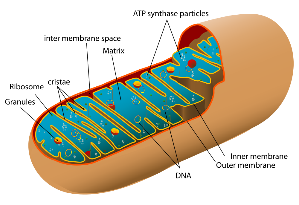 Image shows a diagram of a mitochondria. Several structures are labelled including cristae, matrix, DNA, intermembrane space, inner membrane, outer membrane, and ATP synthase particles.