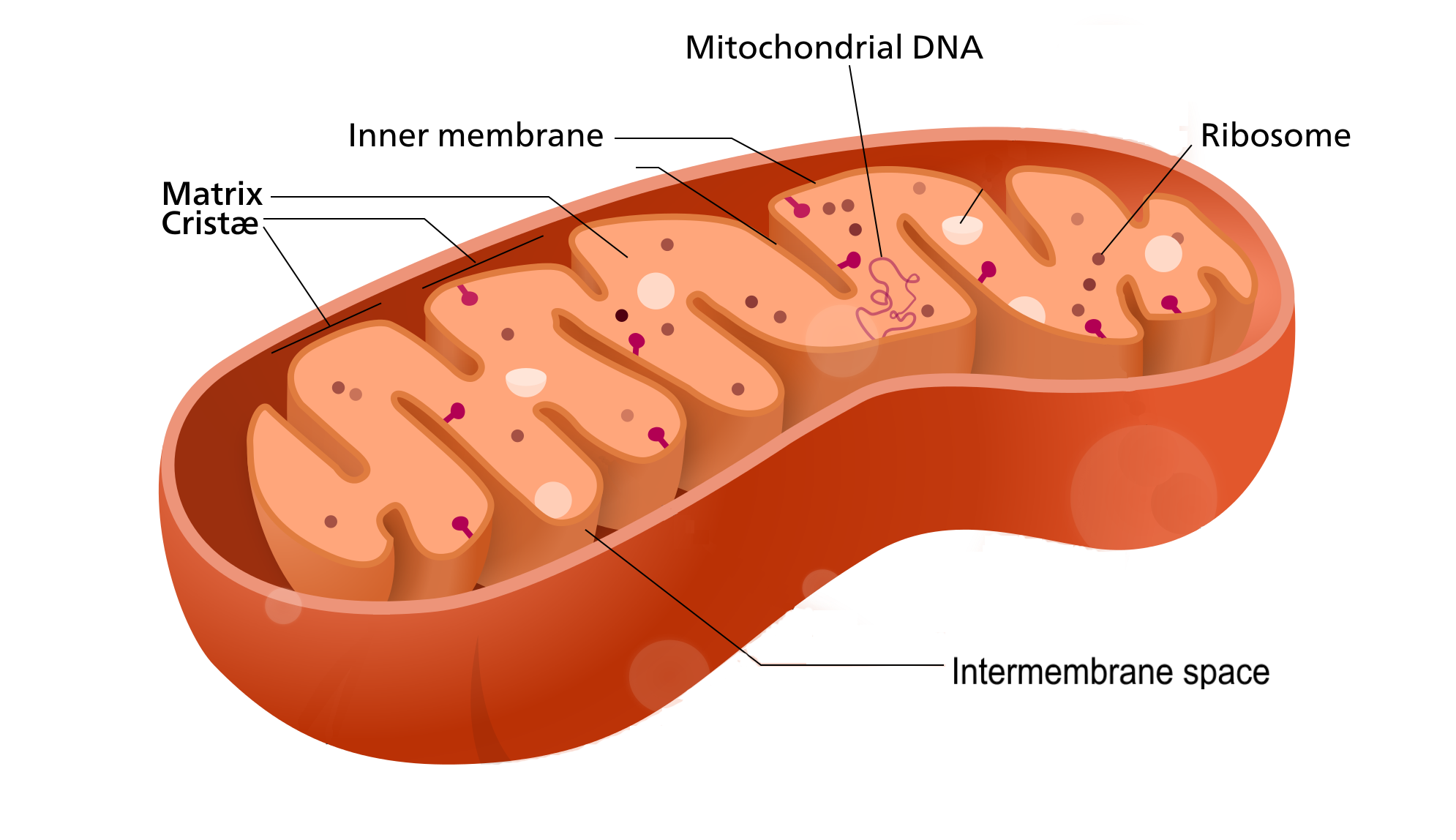 Image shows a diagram of a mitochondrion. Labelled are the inner and outer membranes, the intermembrane space, the matrix, DNA and ribosomes.