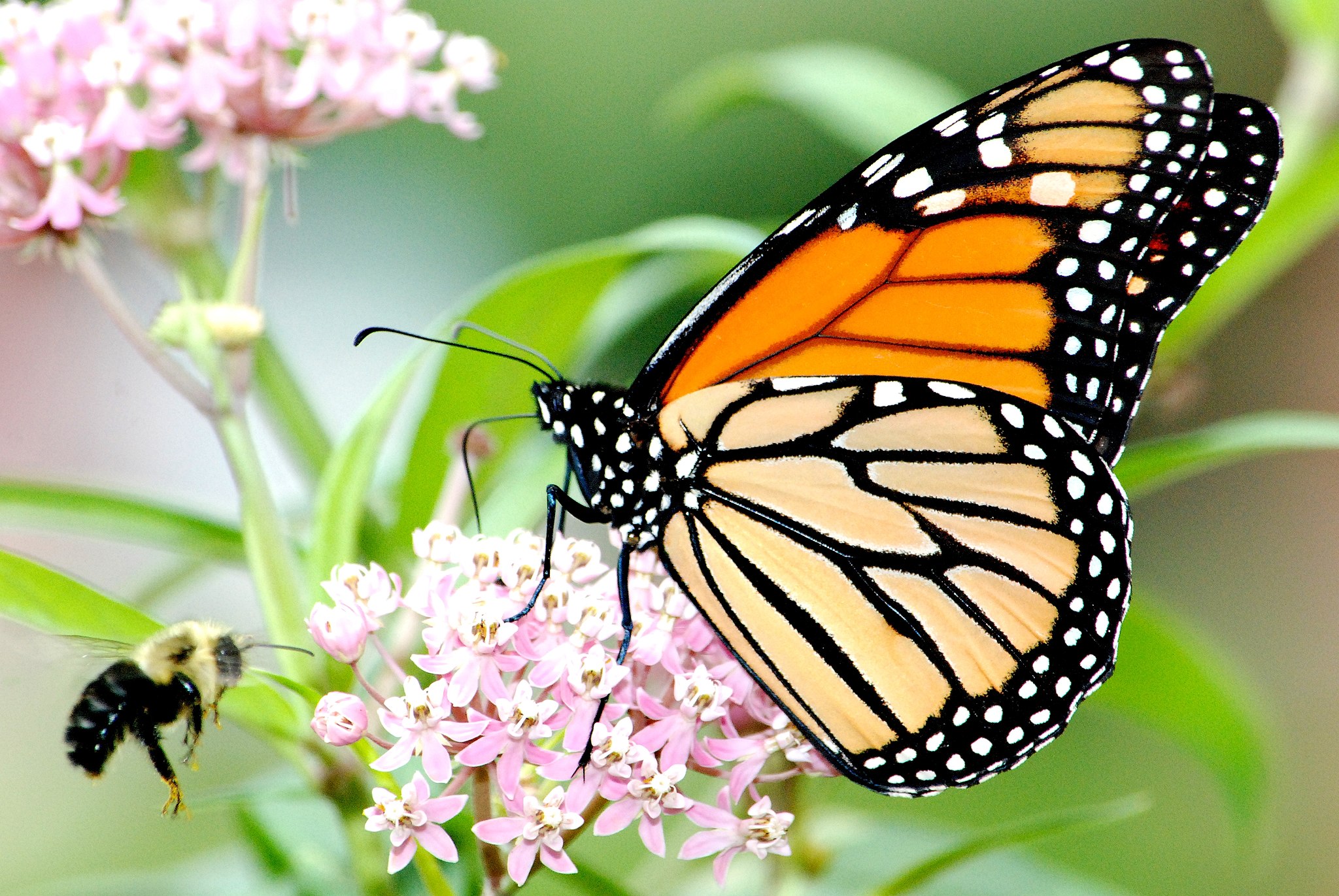 Image shows a monarch butterfly feeding from milkweed blossoms.