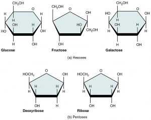 Image shows molecular diagrams of glucose, fructose, galactose, deoxyribose and ribose.