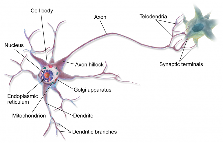 8.2 Introduction to the Nervous System – Human Biology