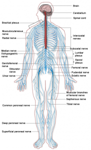 8.6 Peripheral Nervous System – Human Biology