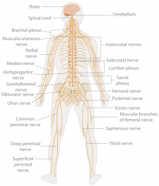 8.2 Introduction to the Nervous System – Human Biology