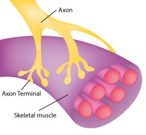 8.3 Neurons and Neuroglia – Human Biology