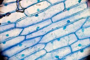 Shows an image through a microscope of onion cells. The cells are packed together and are rectangular in shape. Their cell walls and nuclei are stained a darker blue and the cytoplasm is whitish.