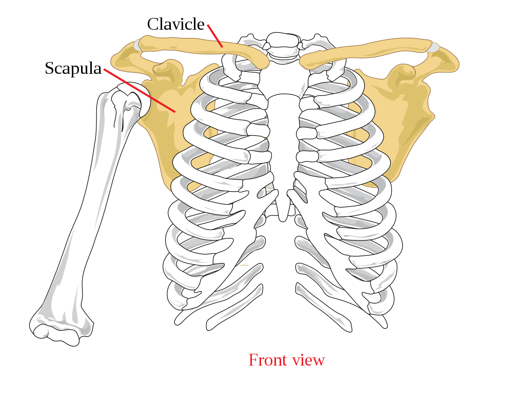 11.3.14 Bones of the Shoulder Girdle