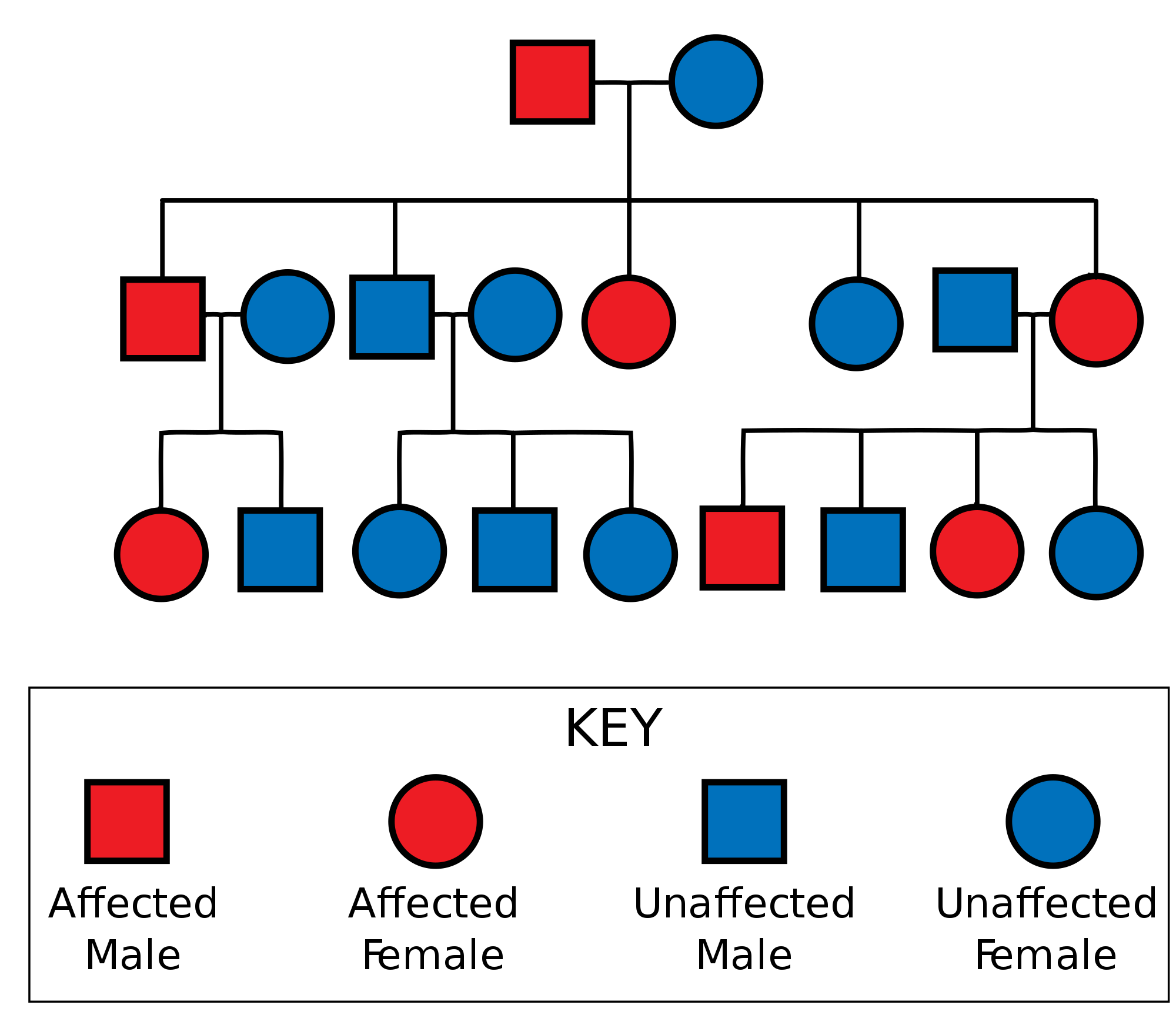 Shows an example of a pedigree.