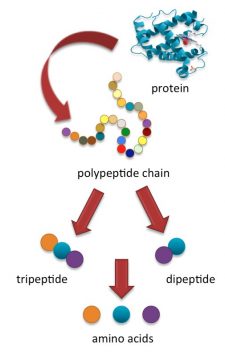 15.3 Digestion and Absorption – Human Biology