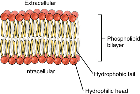 Diagram shows a phospholipid bilayer. It consists of two mats of phospholipids layered on top of one another. The top mat has the hydrophilic heads oriented up, and the bottom layer has the hydrophilic heads oriented down, causing the hydrophobic regions of the two layers to come into contact.