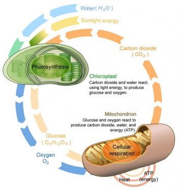 4.9 Energy Needs of Living Things – Human Biology