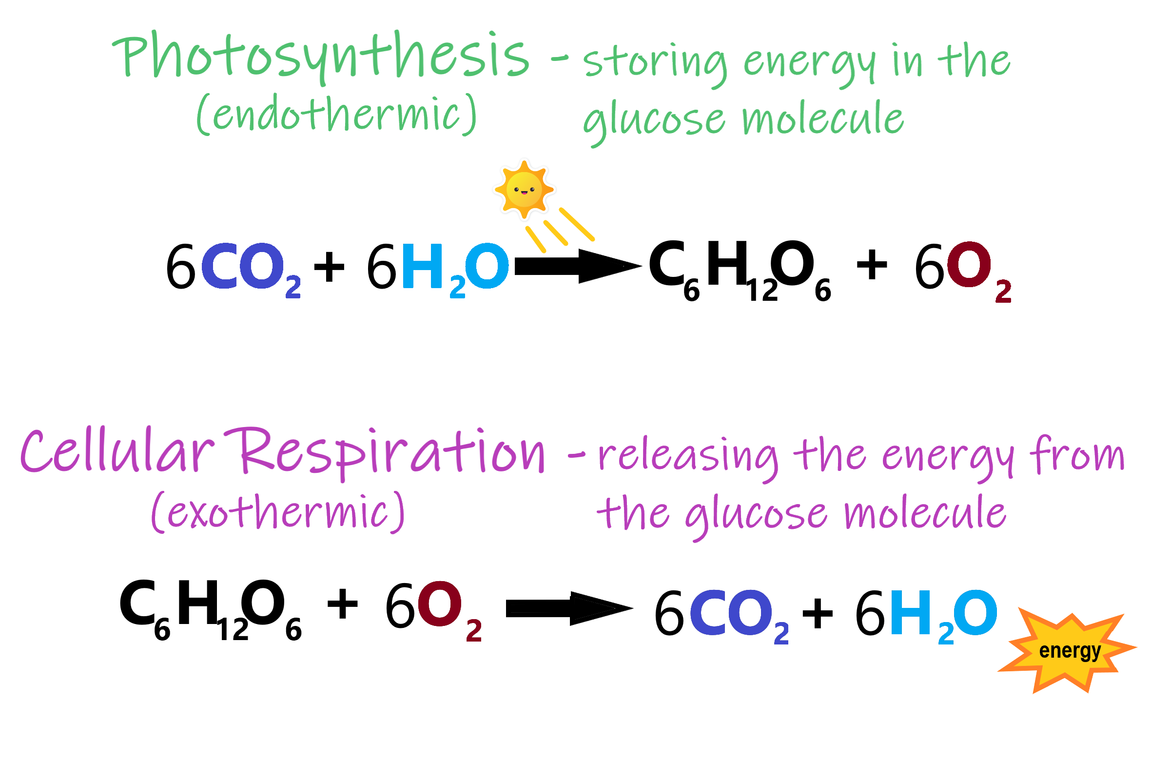 Image shows the formula for photosynthesis: Carbon dioxide and water are converted to glucose and oxygen, which is an endothermic reaction drawing its energy from the sun. Cellular respiration carries out the opposite reaction, breaking down glucose in the presence of oxygen to produce carbon dioxide and water, and releasing the energy previously stored in the glucose molecule, which is an exothermic reaction.