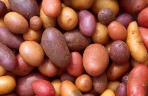 Image shows potatoes in several colours and sizes.