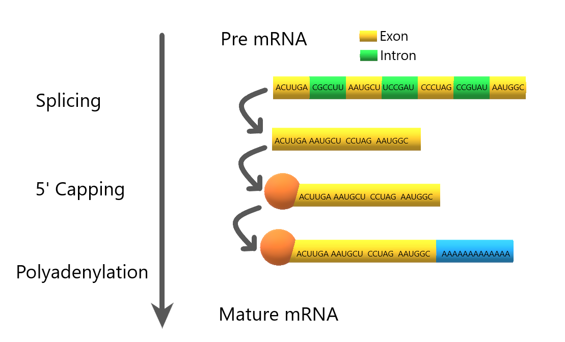 protein synthesis steps diagram