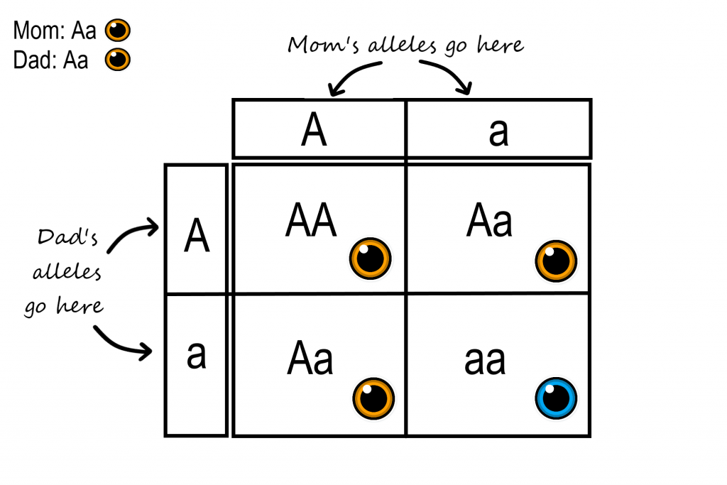 X Linked Punnett Square Calculator