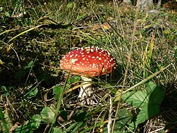 17.2c Red Death cap mushroom