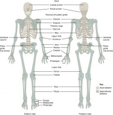 11.2 Introduction to the Skeletal System – Human Biology