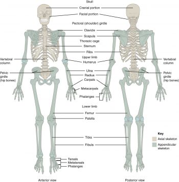 11.2 Introduction to the Skeletal System – Human Biology