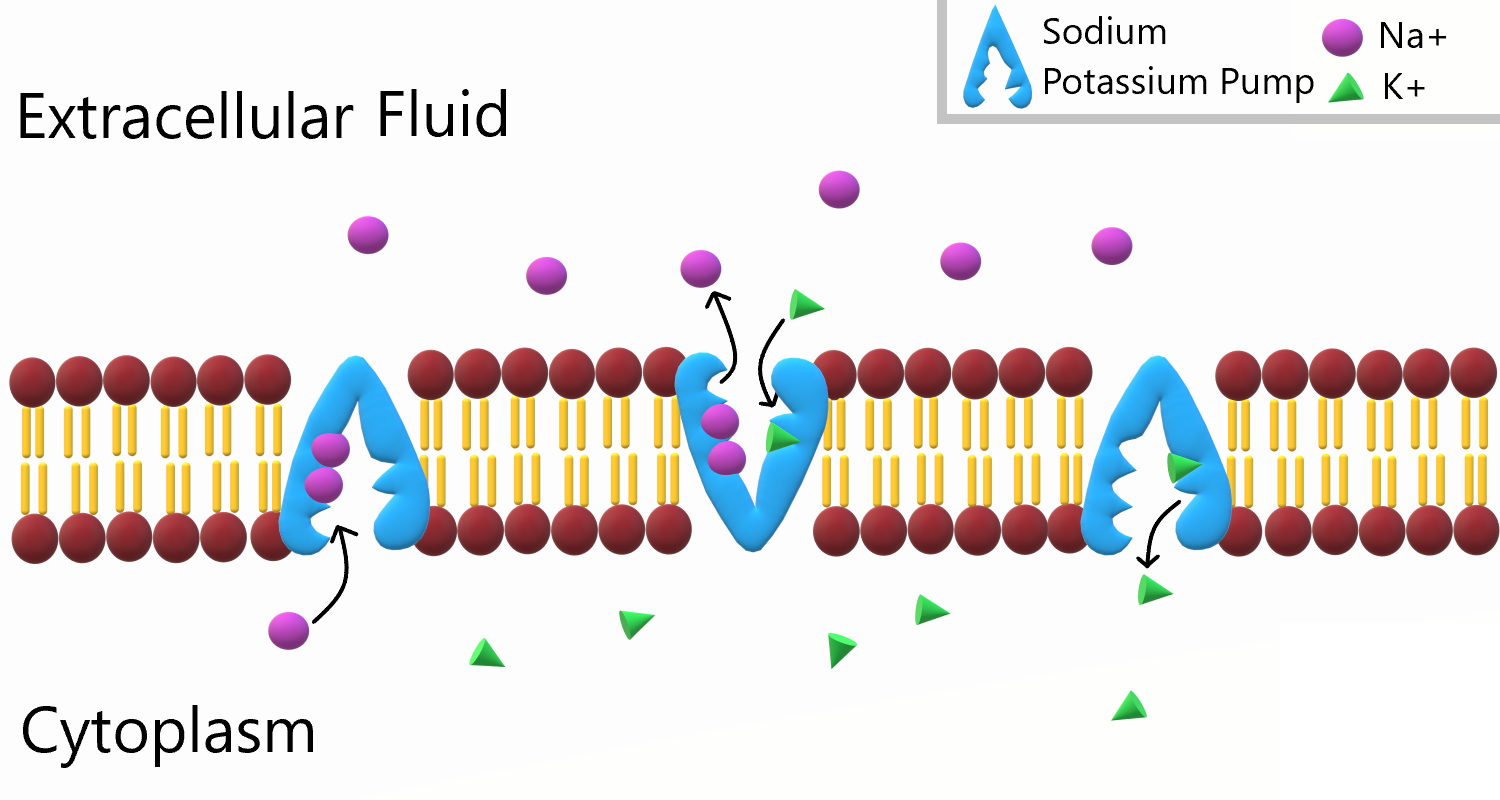 Image shows a diagram of a sodium potassium pump. The pump collects three sodium ions, and moves them out of the cell, against the concentration gradient by changing its shape. Then, the pump collects 2 potassium ions and by changing its shape, moves these two ions into the cell, also against the concentration gradient.