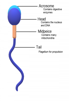 18.4 Functions of the Male Reproductive System – Human Biology