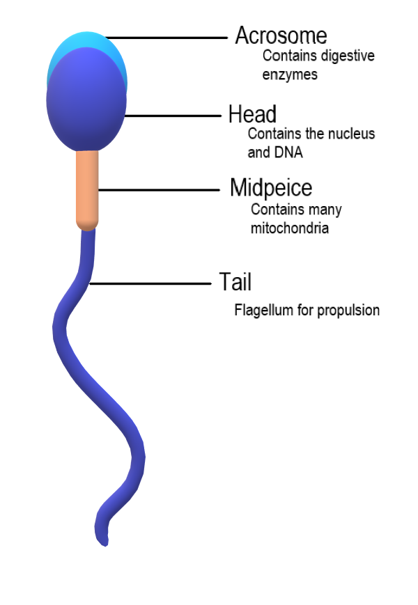18.4.2 Sperm Anatomy