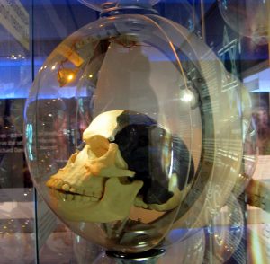 A replica of the infamous Piltdown skull. The skull is encased in a glass sphere. The replica shows portions of the skull which were bone in white, and the portions of the skull which were inferred in black.