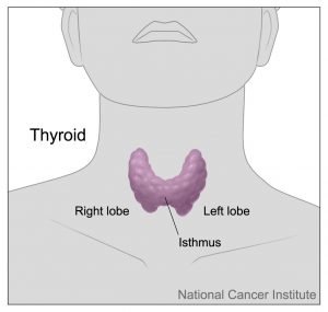 9.5 Thyroid Gland – Human Biology