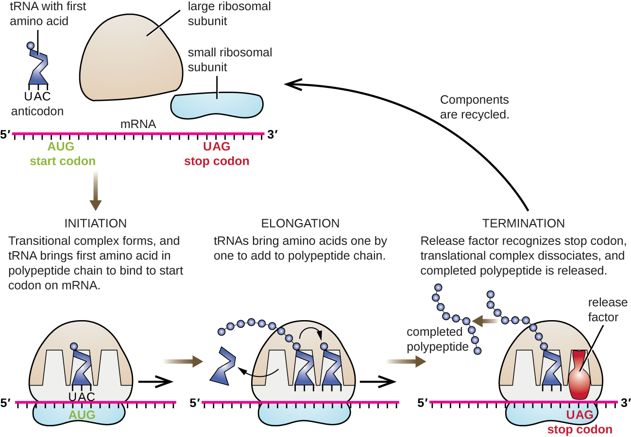 protein synthesis steps diagram