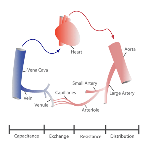 14.2.4 Function of Blood Vessels