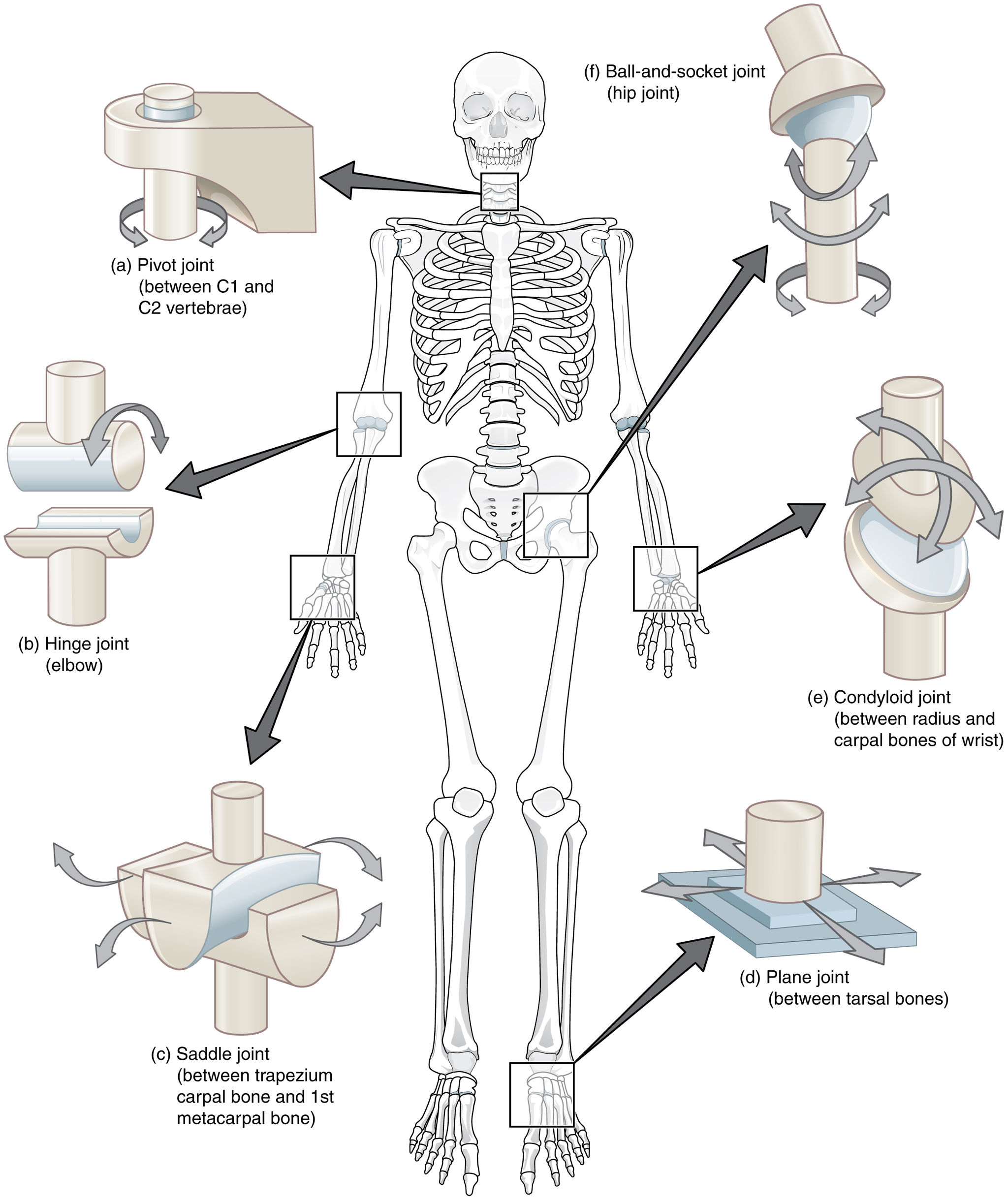 11.6.3 Types of Synovial Joints