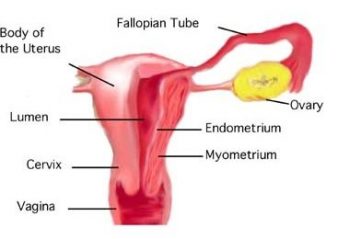 18.6 Structures of the Female Reproductive System – Human Biology