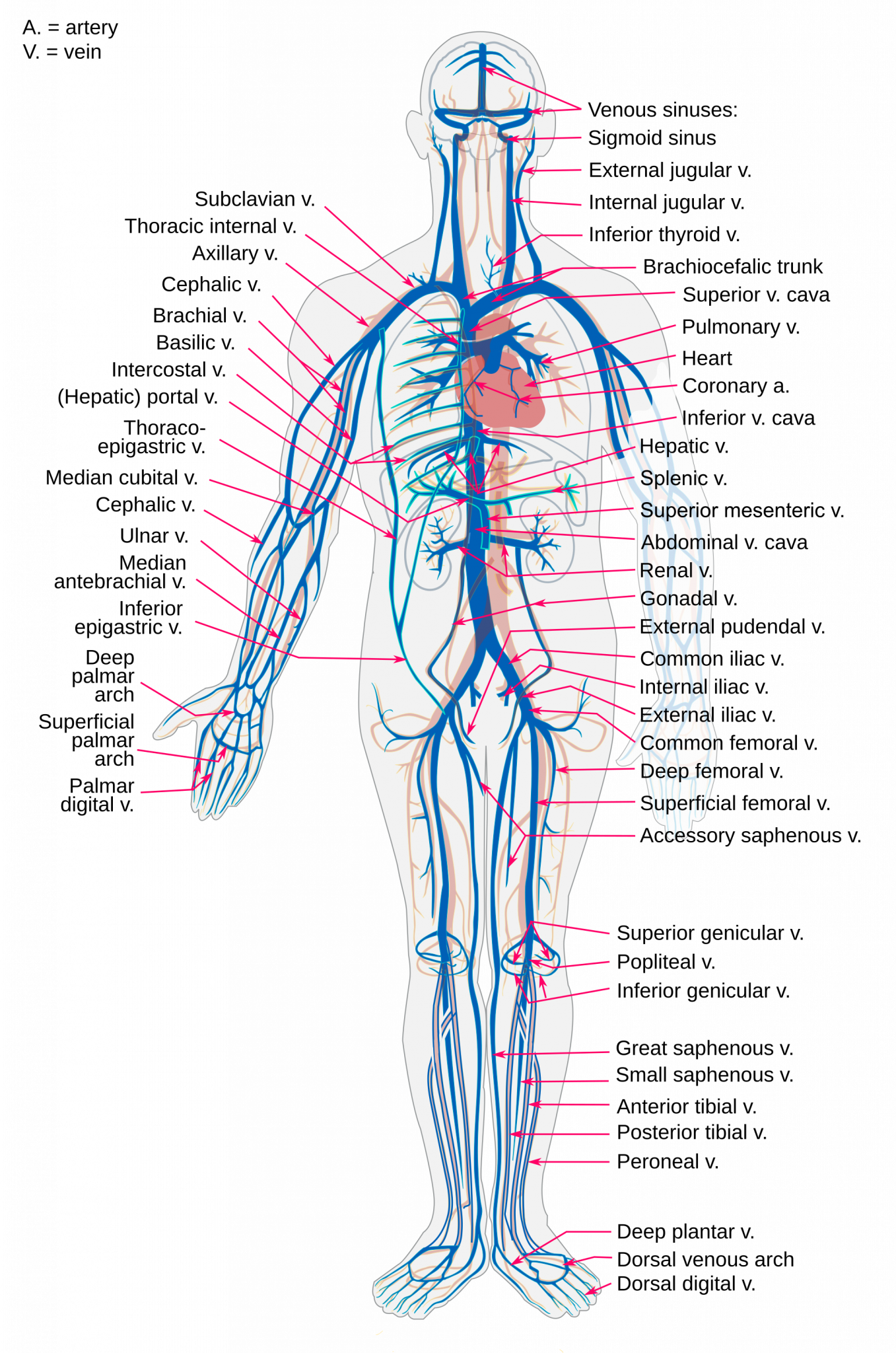 14.4 Blood Vessels – Human Biology