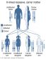 5.13 Mendelian Inheritance – Human Biology