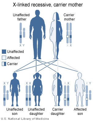 Image shows the heredity implications of an X-linked recessive gene carried by the mother.
