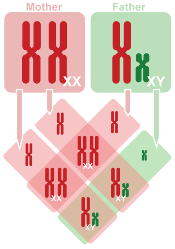 Image shows how Punnett Square can be used to predict inheritance of sex-linked traits
