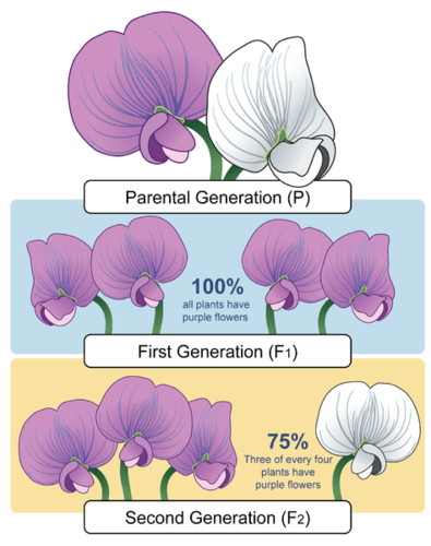 Image illustrates the inheritance of colour in pea plants